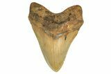 Serrated, Fossil Megalodon Tooth - Huge NC Meg #298791-1